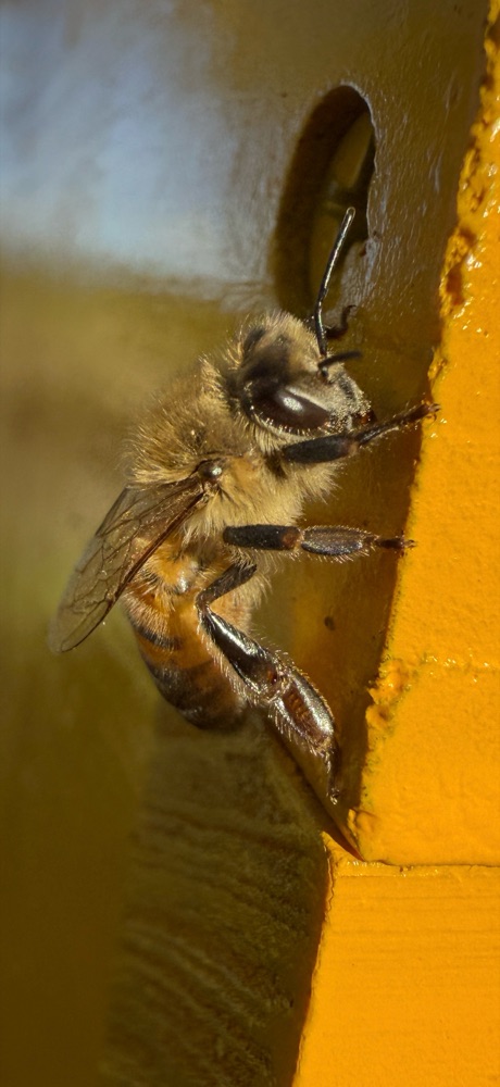 Close-up of a single honey bee at the entrance of a yellow hive box
