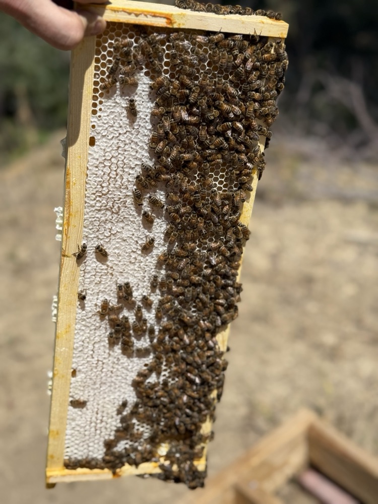 A hand holding a hive frame thick with bees working pale, freshly drawn comb
