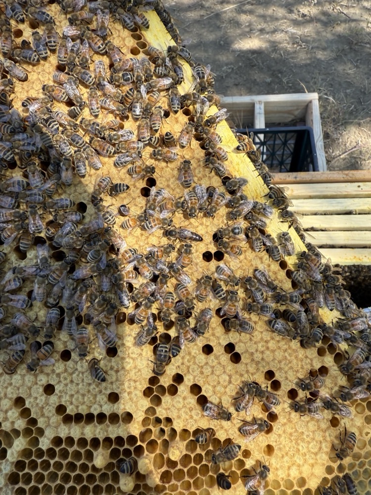 A hive frame covered in bees over golden comb, with the queen visible among her retinue and the hive box in the background