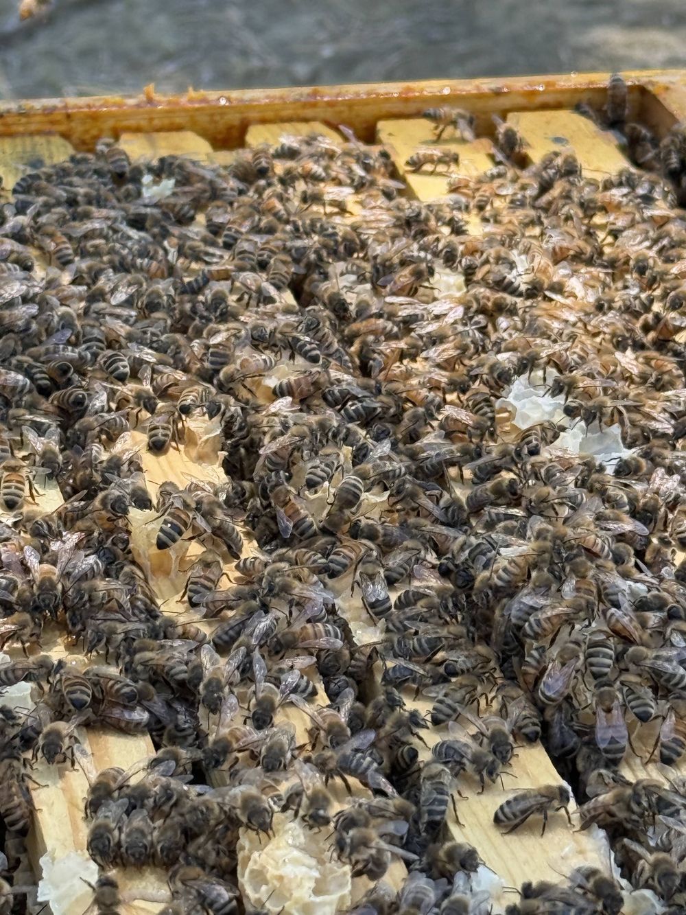 A hive frame lifted from the box, covered edge to edge in honey bees working the comb